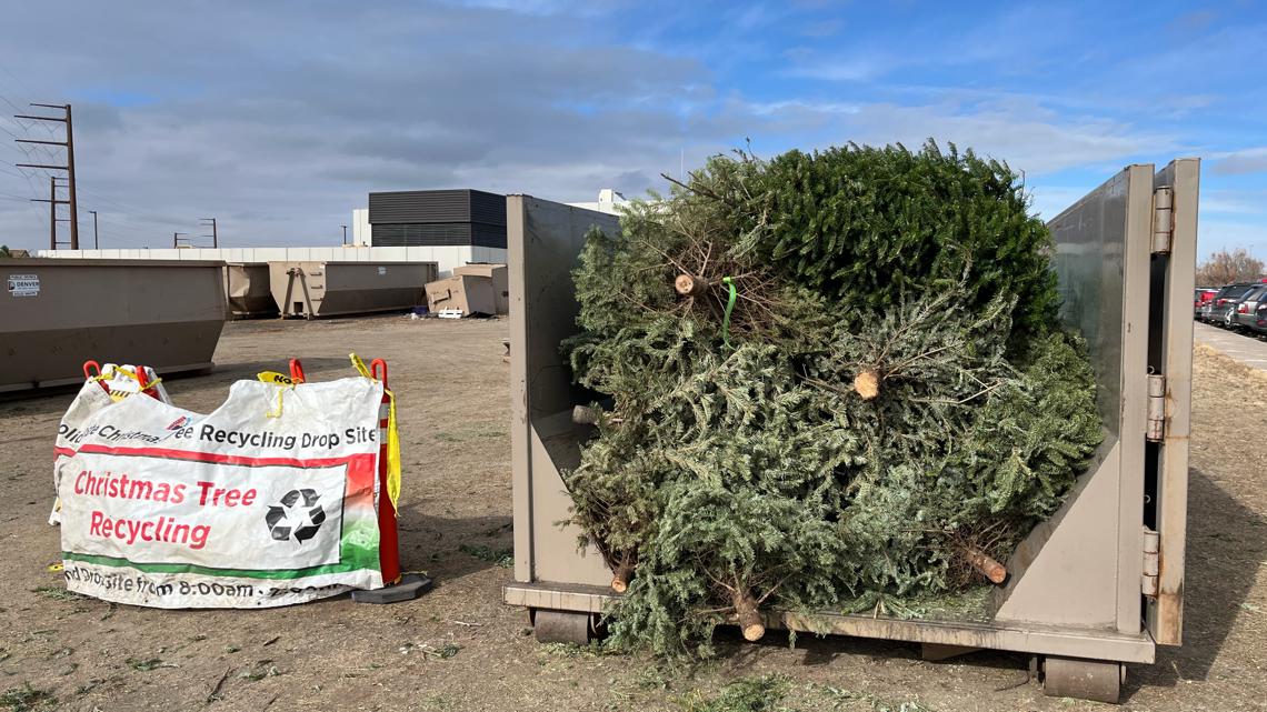 Here's where you can recycle your Christmas Tree in Denver | 9news.com