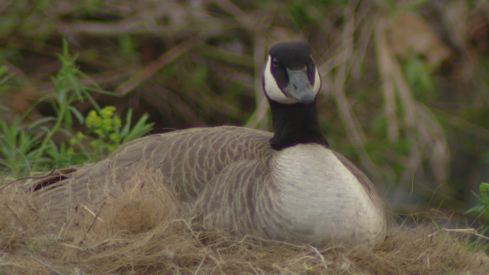 This goose has decided a nest just feet away from heavy traffic and a noisy downtown is the perfect place to raise a family.