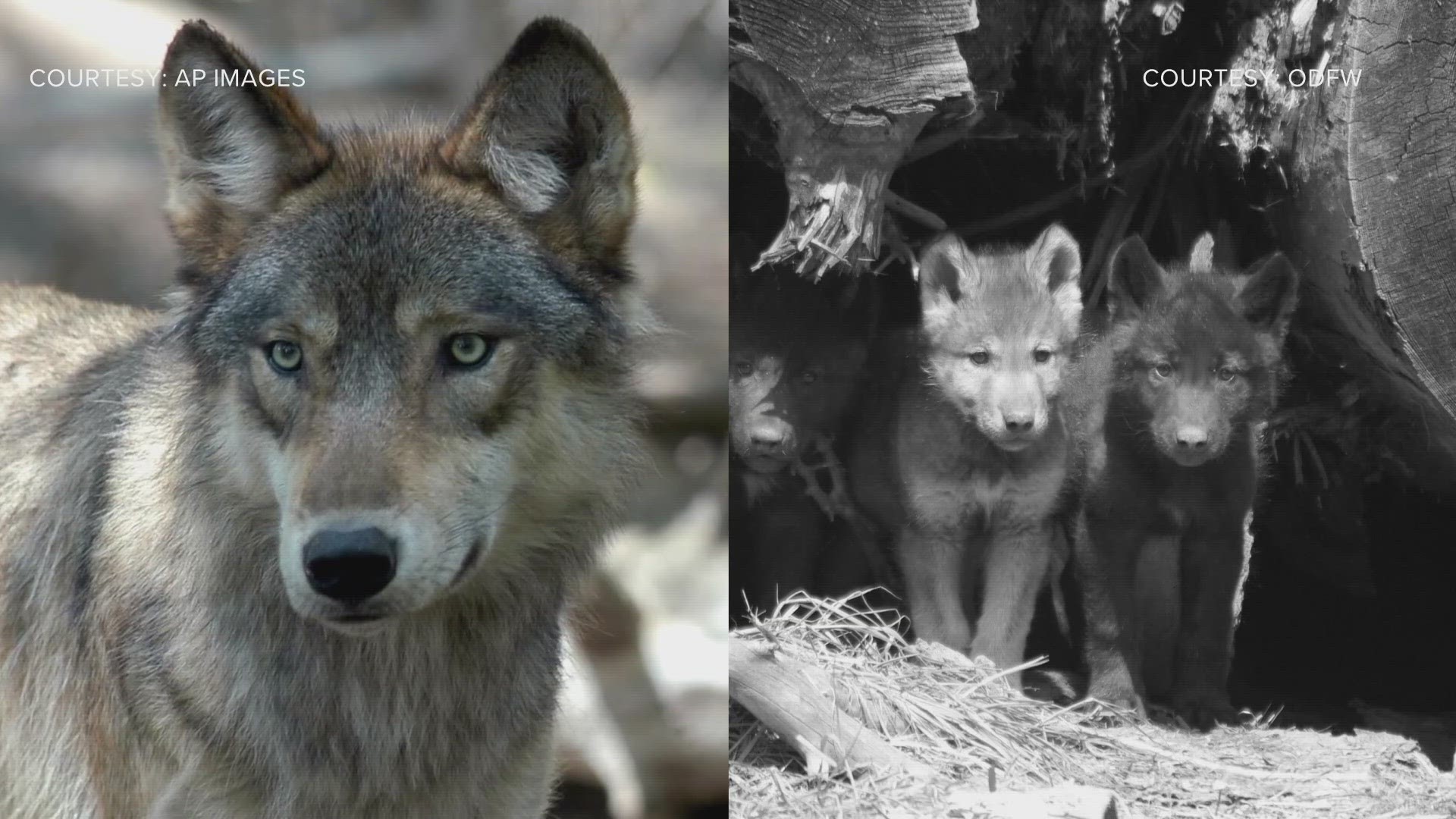 Colorado Parks and Wildlife says things are going according to plan when it comes to re-introducing wolves.