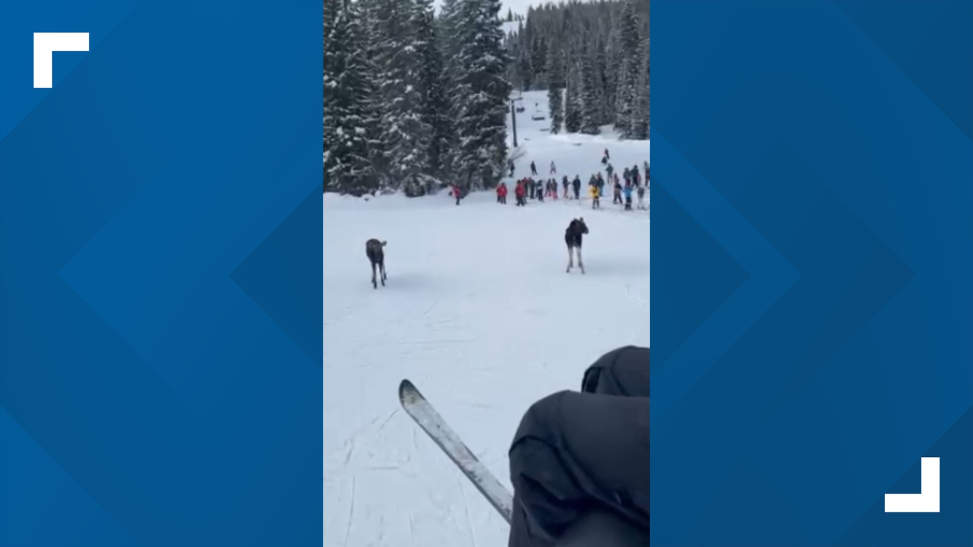 Two moose wandered their way onto the slopes at Winter Park on Saturday.