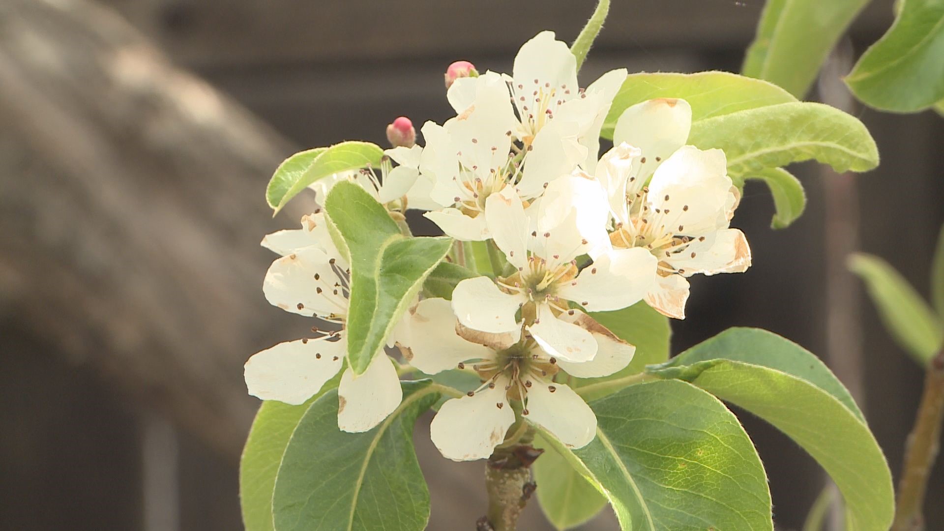 Fruit trees are starting to bloom and the garden is waking up. It's time to take stock of any damage plants took over the cold winter.