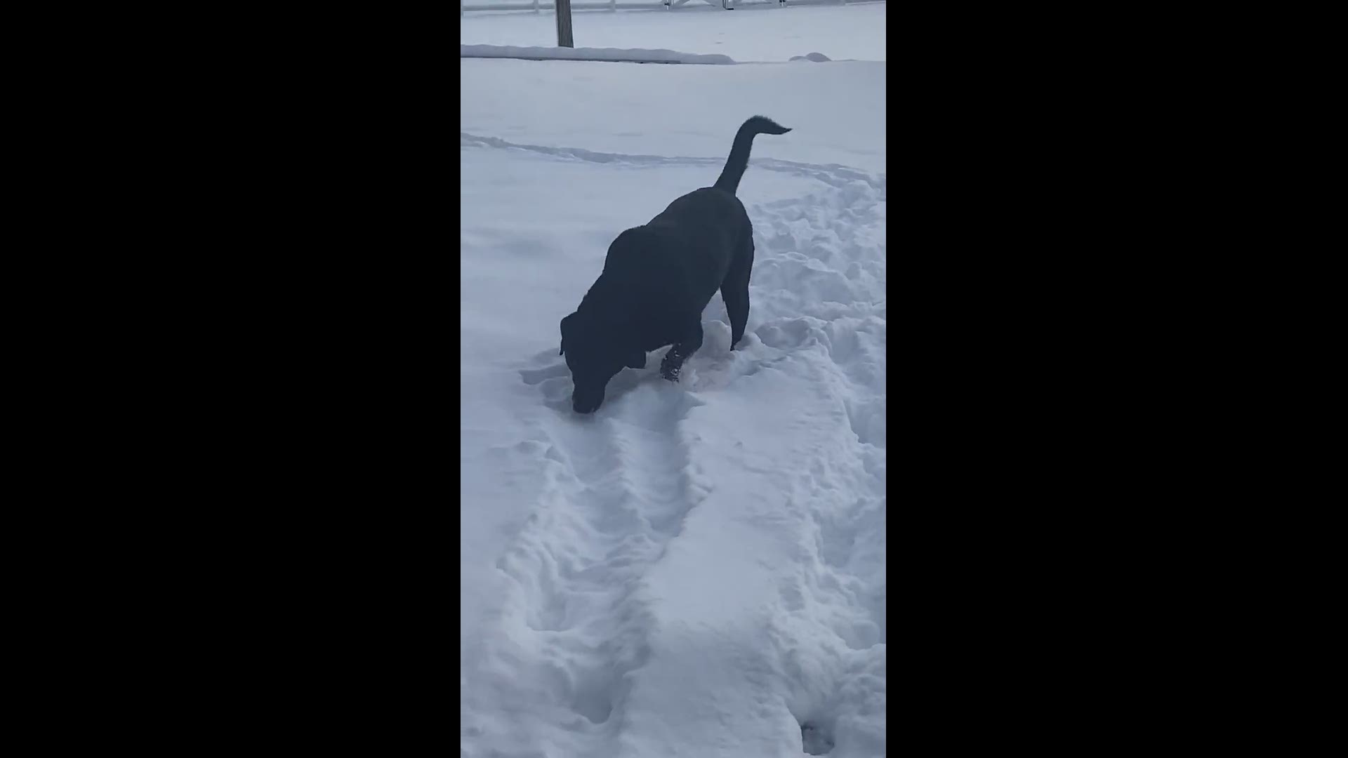 Jasper loves the snow!