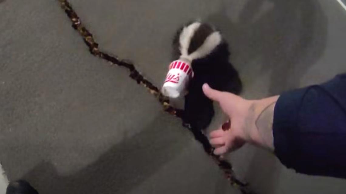 Officer responds to skunk wandering around with a cup stuck on its head