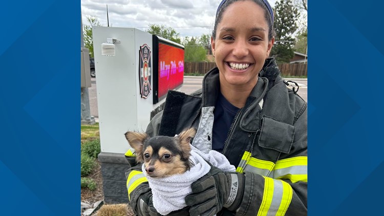 Adams County firefighters save dog who jumped into car bumper