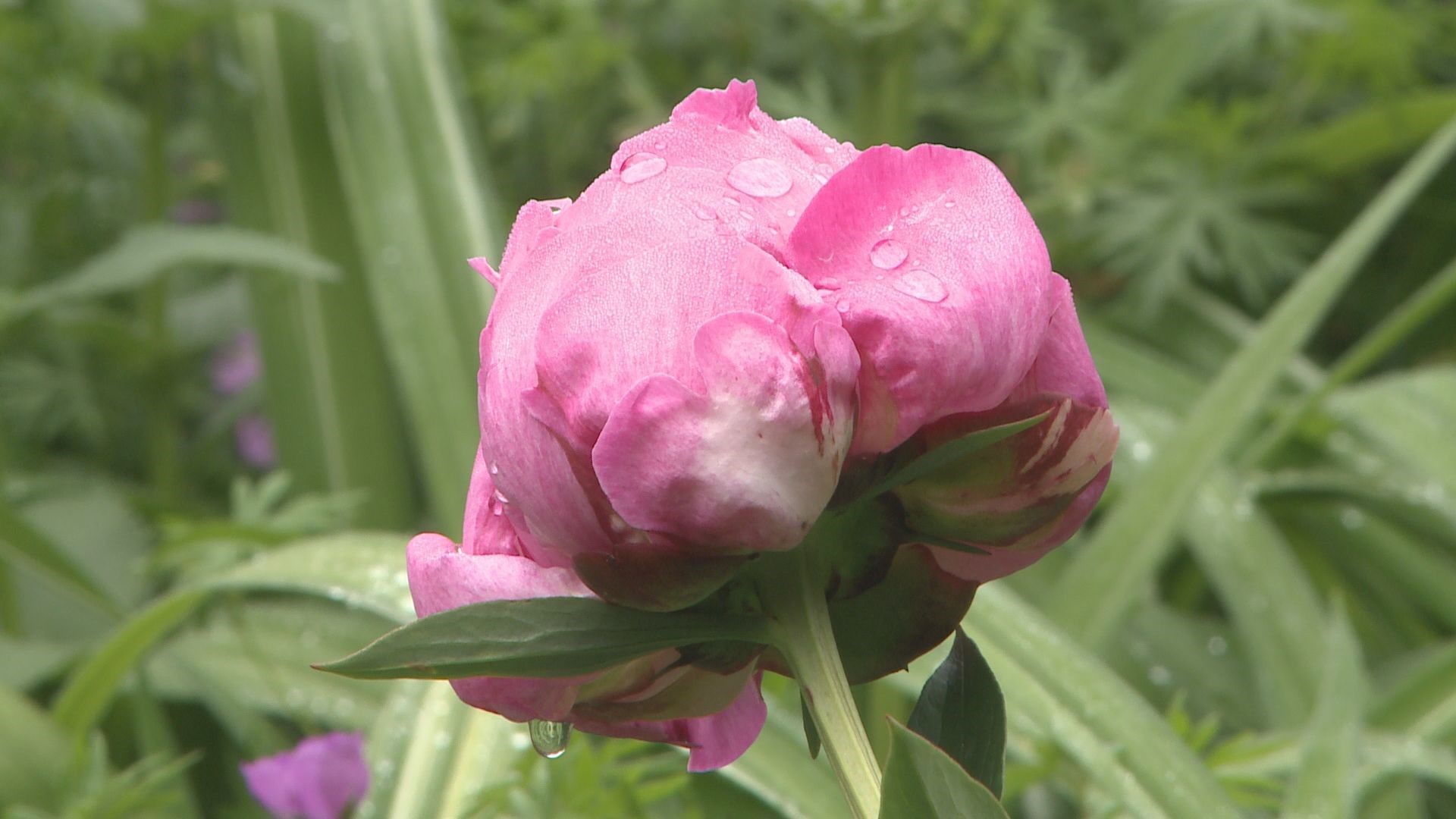 English perennial borders are created as a beautiful way to group plants, bulbs and shrubs.