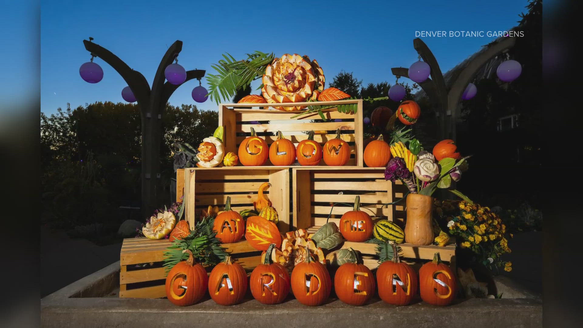 Denver Botanic Gardens is ready for autumn! Here's a preview of some of the upcoming festivals and events. 
