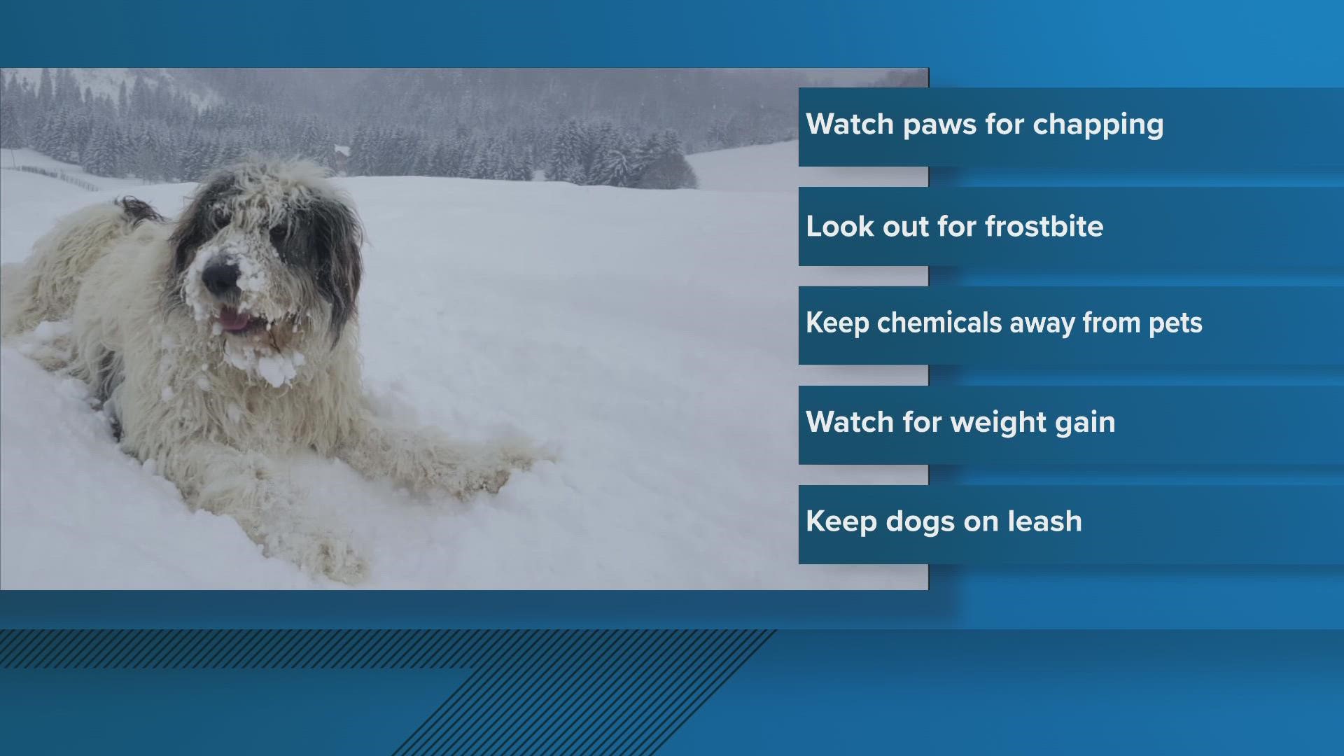 Keeping your pets safe in the cold weather.