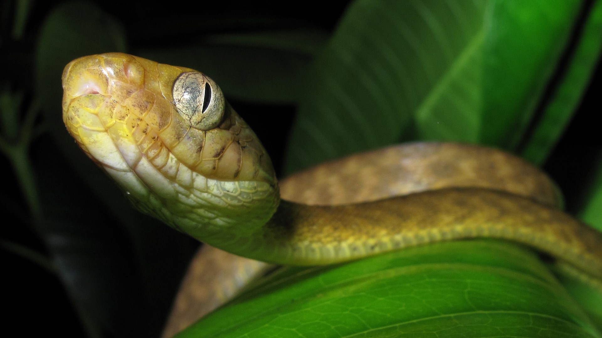Scientists discover snake can climb poles like a lasso