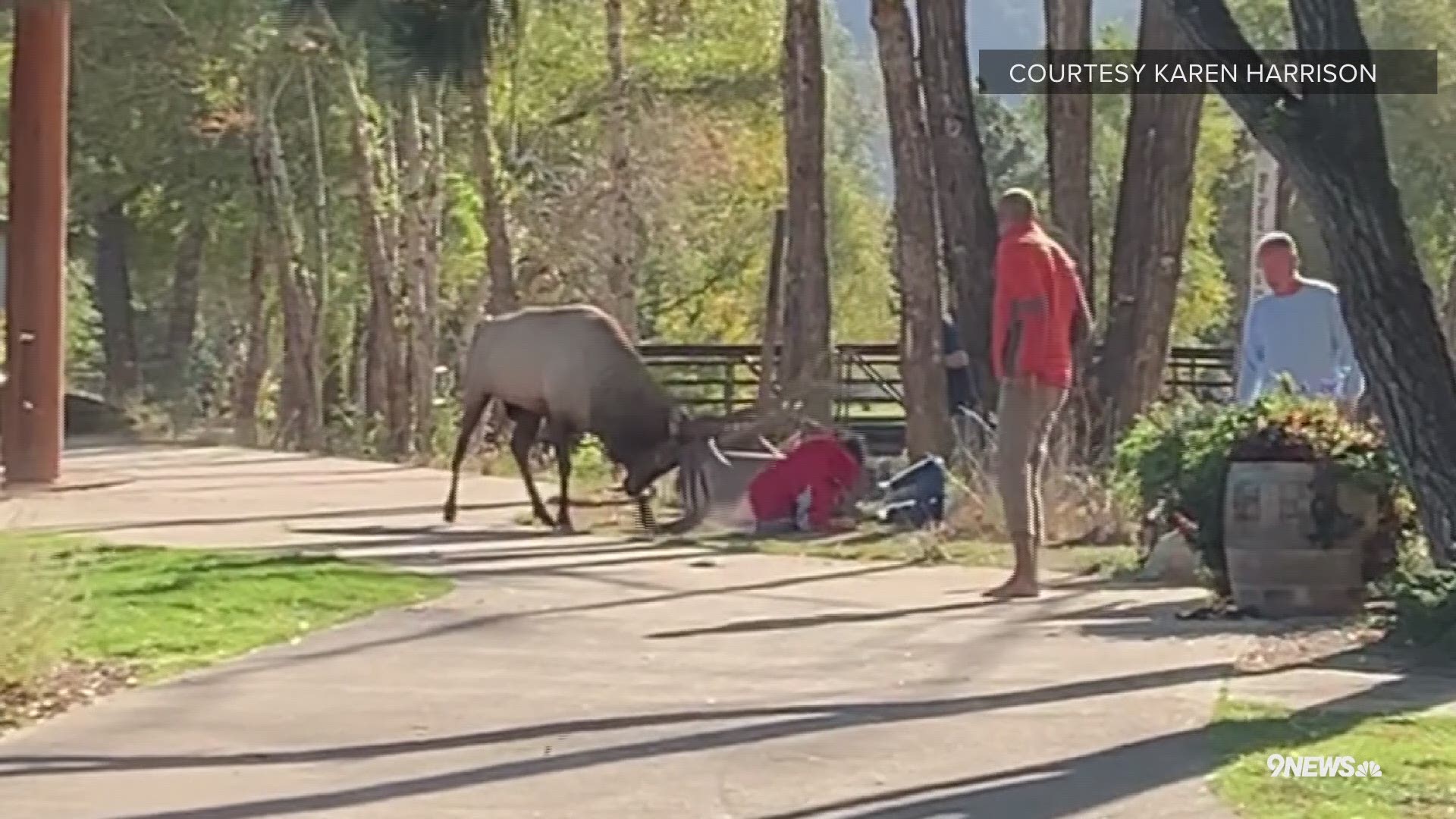 Karen Harrison shared this video of a bull elk charging at people in Estes Park on Thursday.