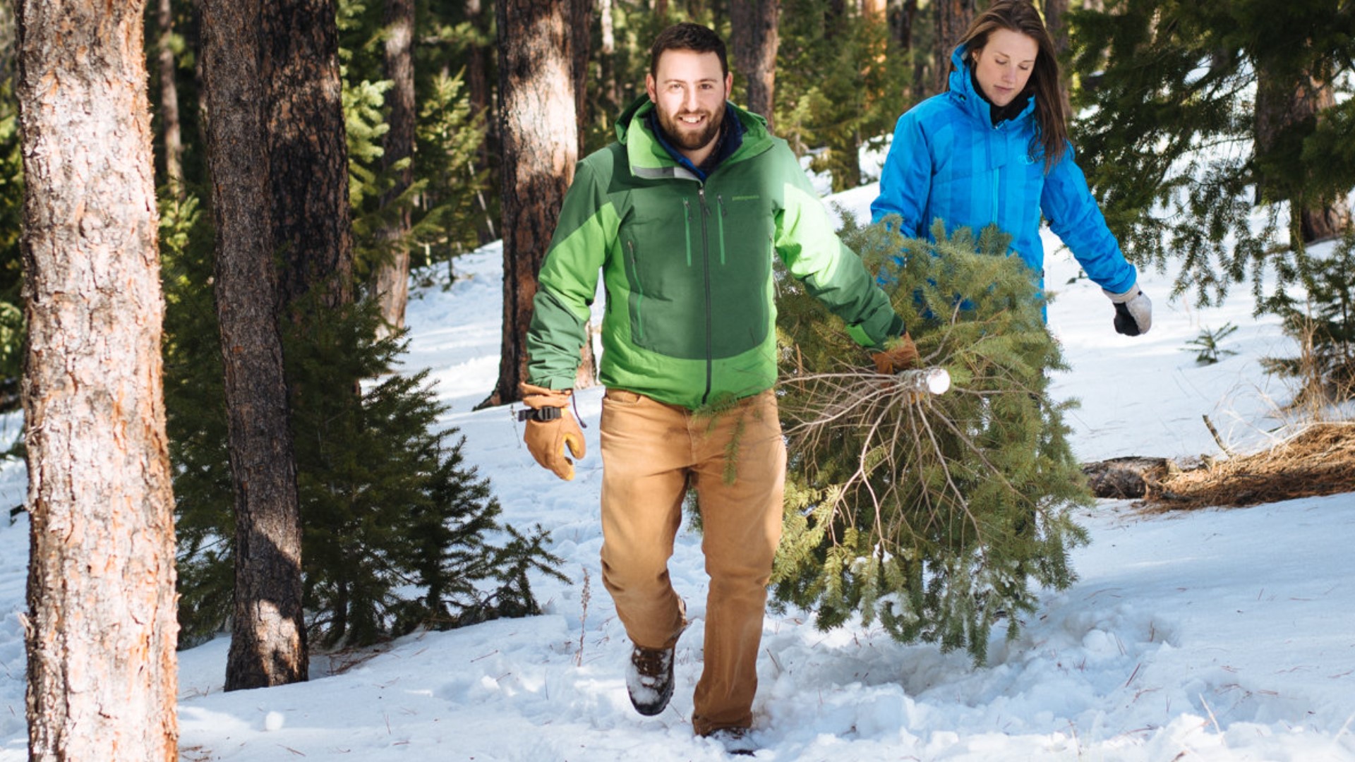 Where to cut down Christmas tree at Golden Gate Canyon State Park
