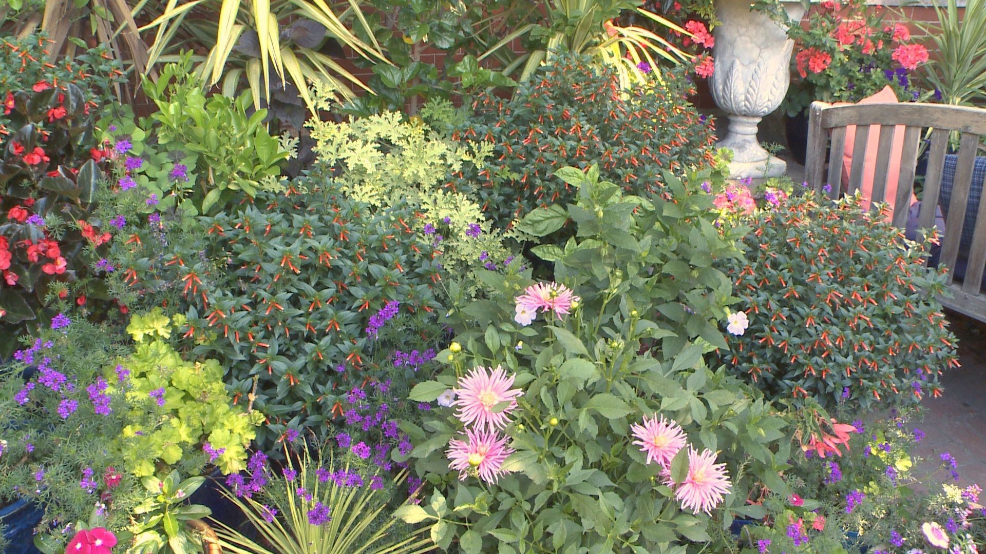 9NEWS Garden Expert Rob Proctor gives tips on how to grow beautiful plants in containers.