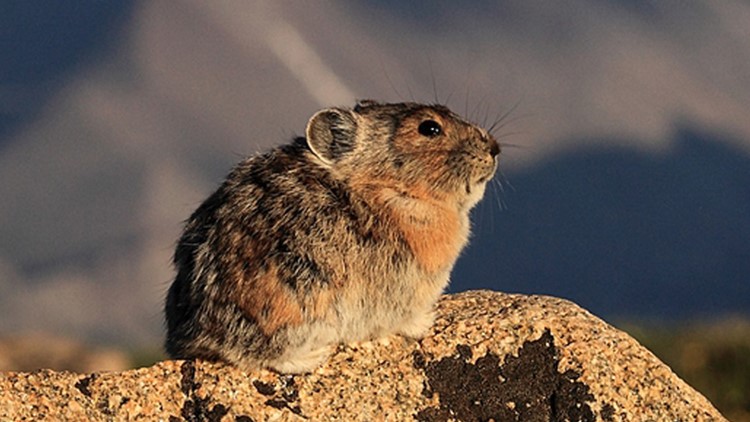 Pika conservation project goes statewide, needs volunteers | 9news.com