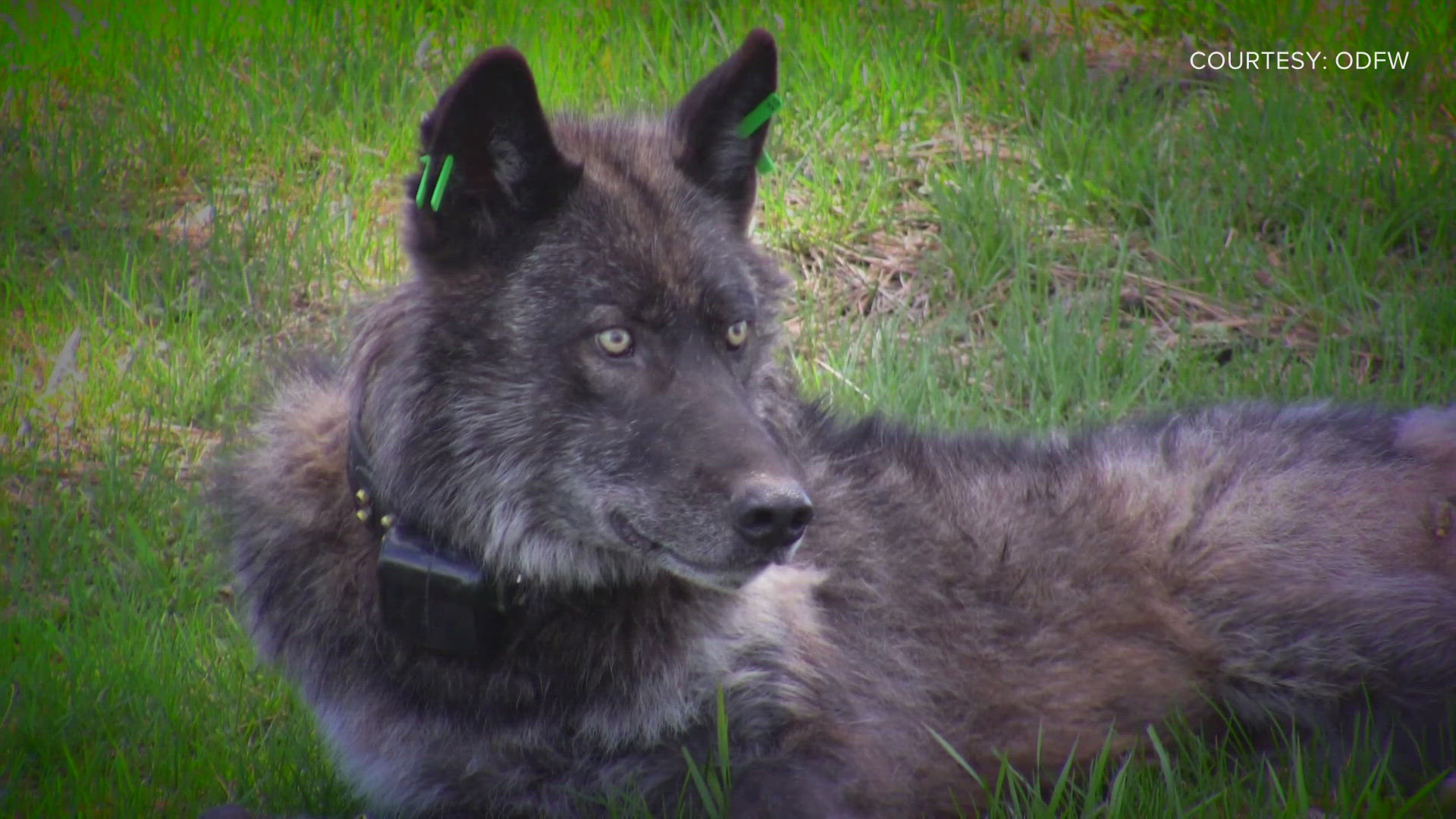 The letter is asking the Canadian government to reconsider the decision to allow wolves in Canada to be relocated to Colorado this winter after repeated failures.