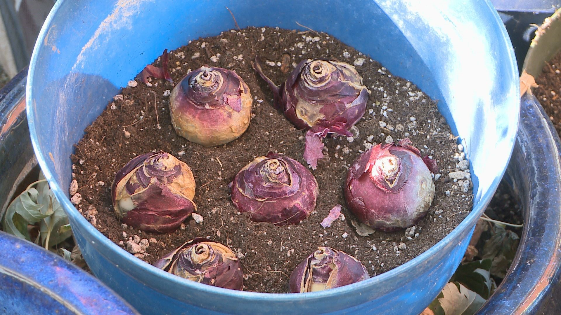 The time to plant your spring bulbs is now. Here are some tips on how to plant them in pots.