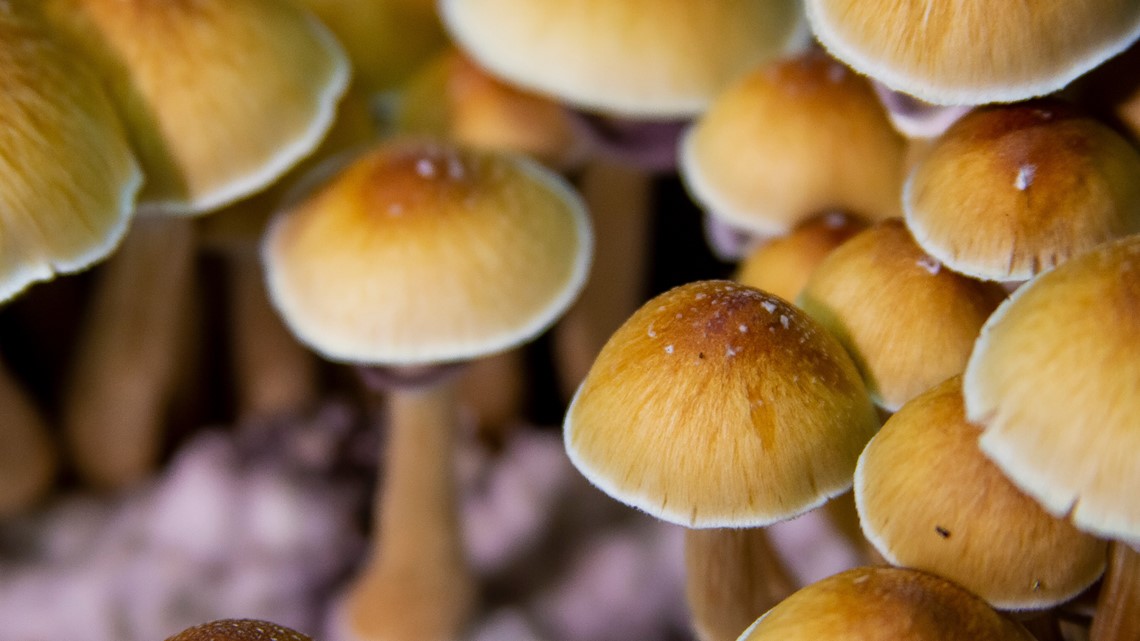 Push to legalize 'magic' mushroom therapy to treat mental health ...