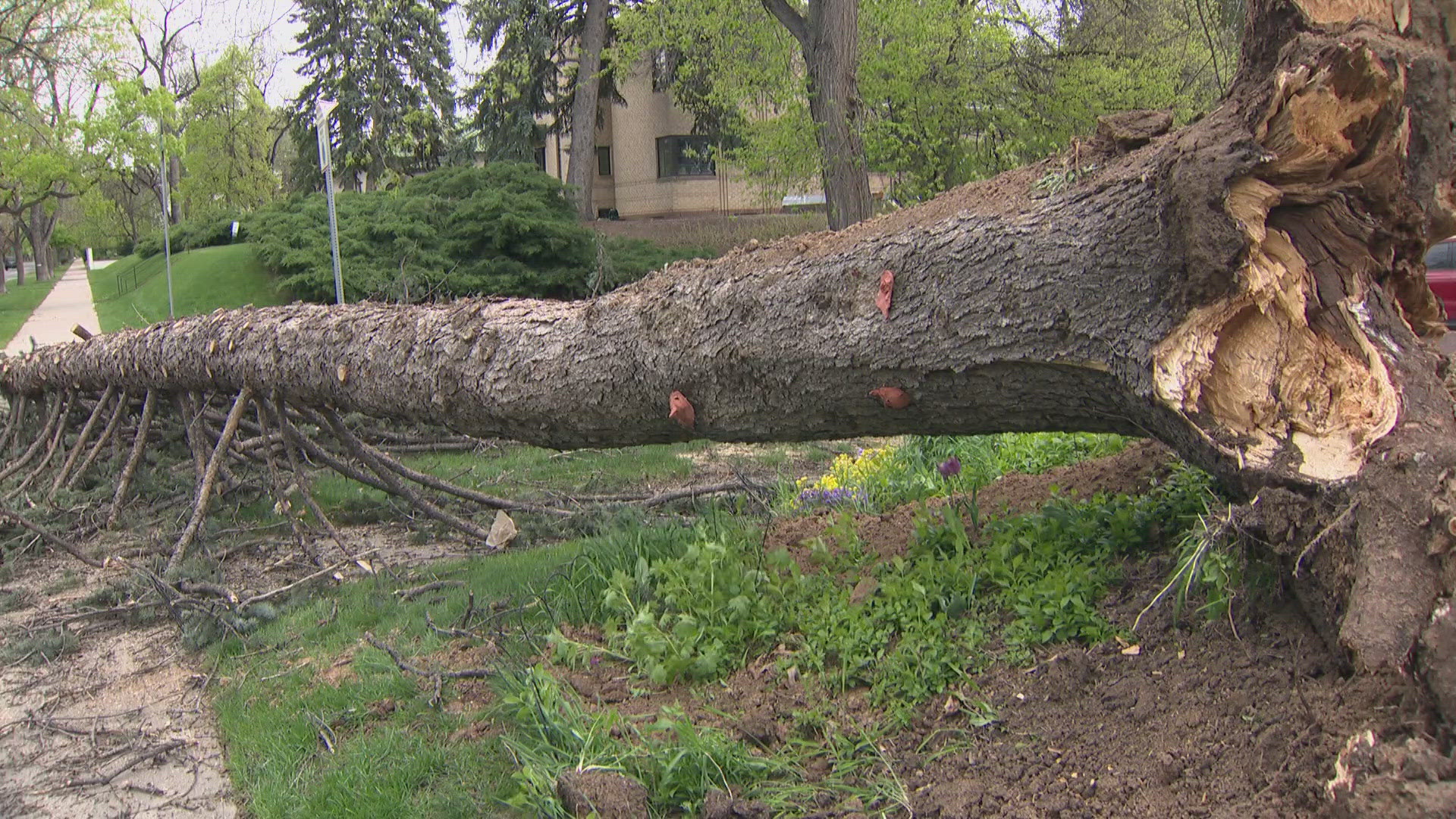Homeowners Andy Parker and Anna Valentine-Parker got a call from their neighbor that a large pine came crashing down in their front yard Monday.