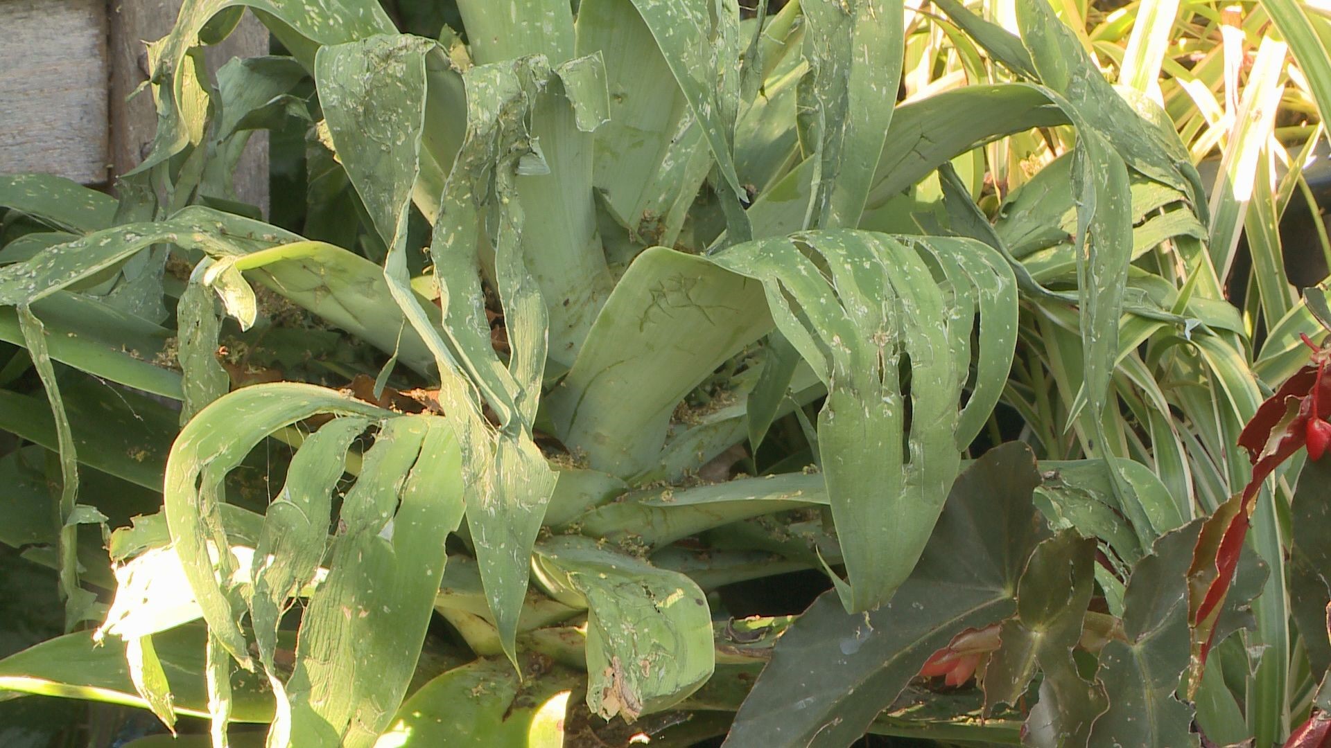 The rain has been welcomed by gardeners this summer. The hail - not so much. Here are some tips on assessing garden damage.