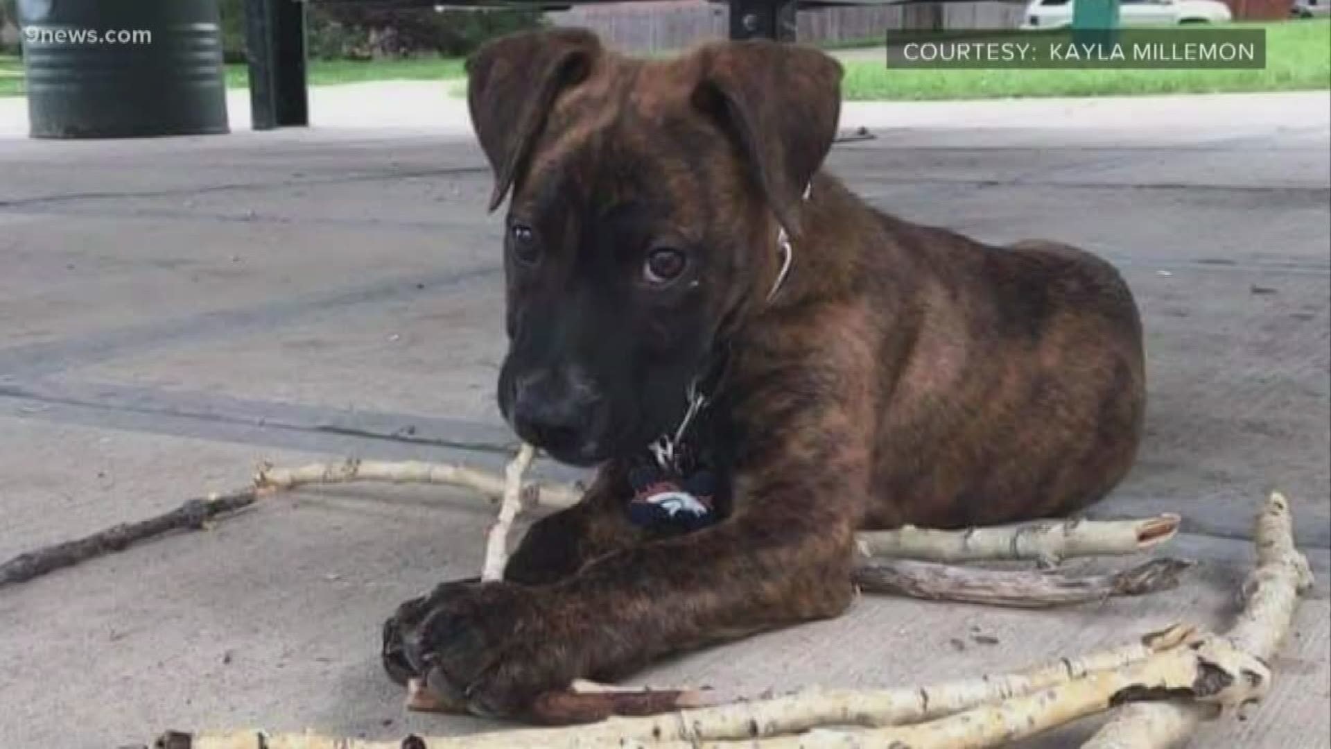 Veterinarians suspect blue-green algae may be to blame for the dog's death. The owner hopes her family's tragedy serves as a warning to other families.