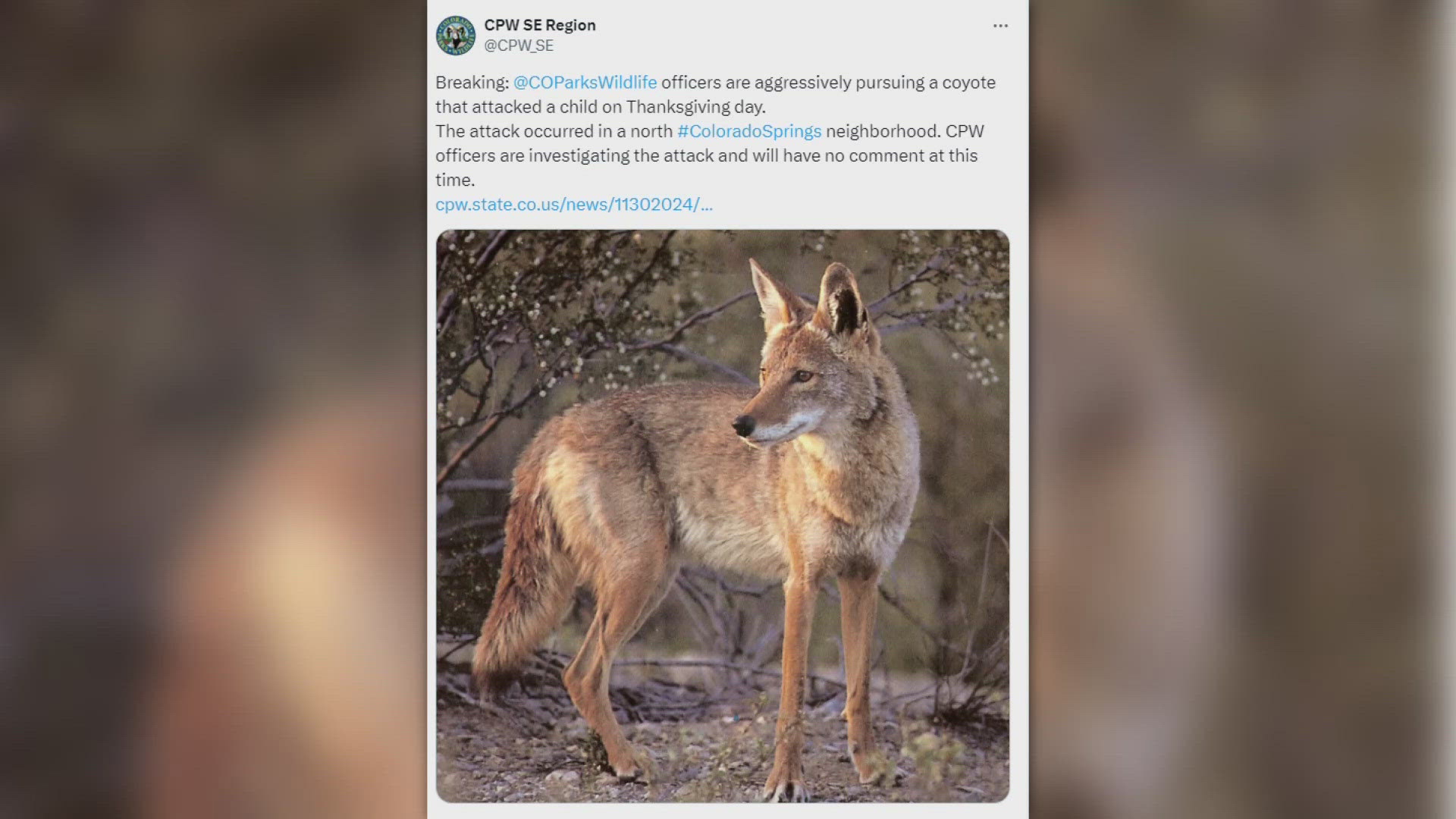 CPW said because it would be impossible to identify the exact coyote, they will kill any coyote found in the area of the attack.