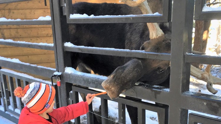 Moose at Cheyenne Mountain Zoo passes away | 9news.com