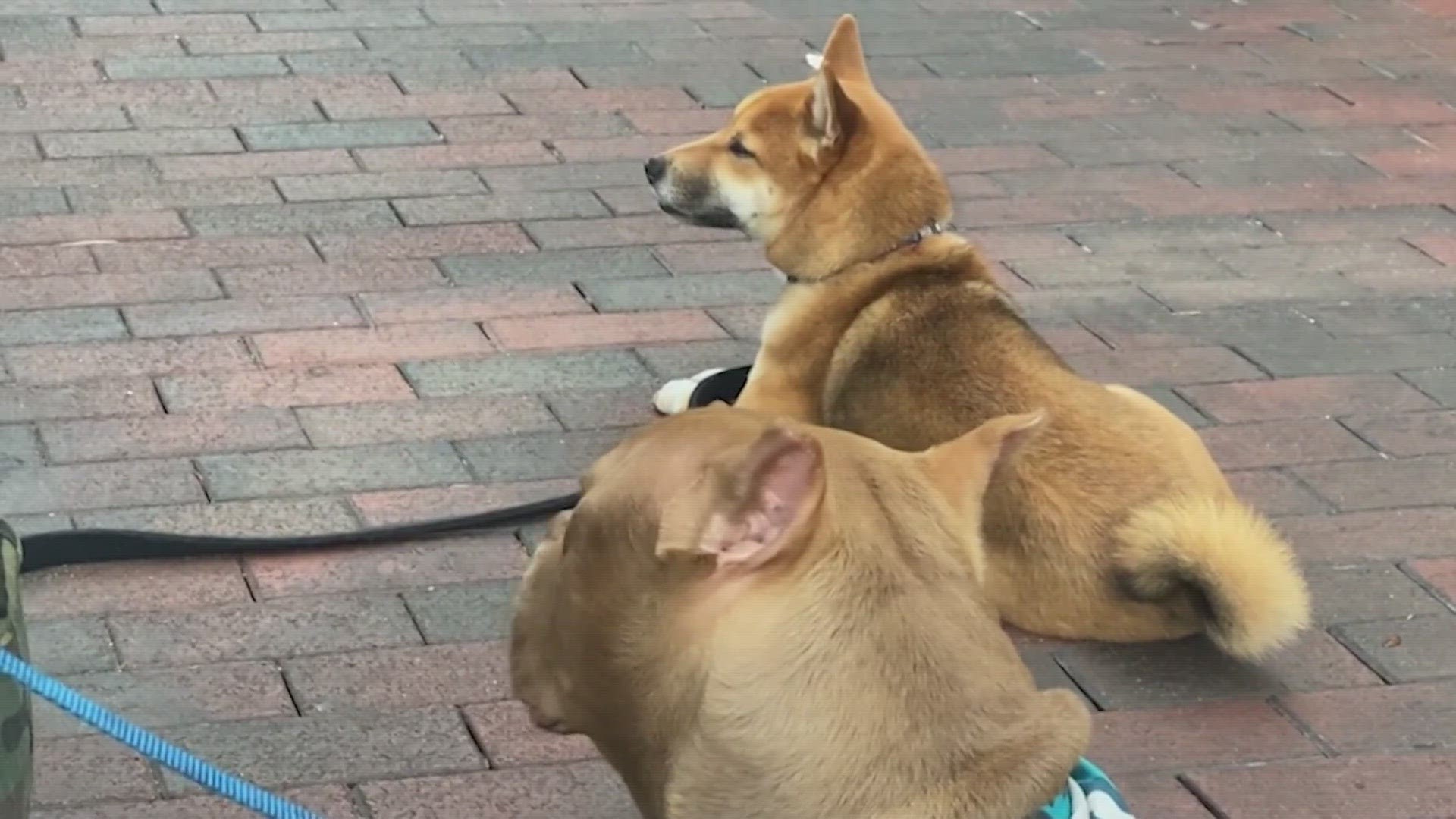 As temperatures rise, Denver Animal Protection offered tips to dog owners on how to protect pets from extreme heat.