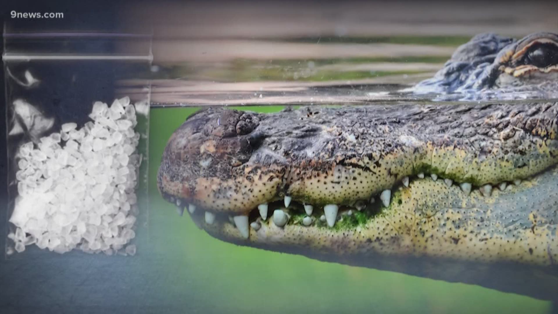 This round of alligator news features escapee gators, meth gators and Chance the Snapper.