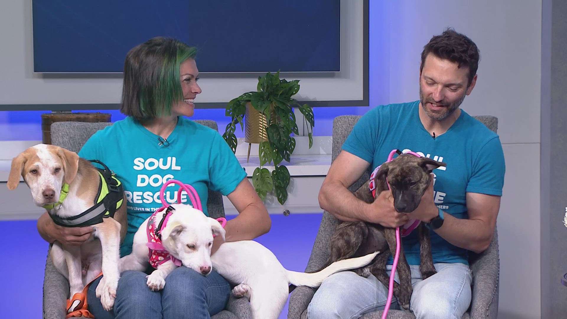9news.com - Alexander Kirk - Aurora constructing new animal shelter