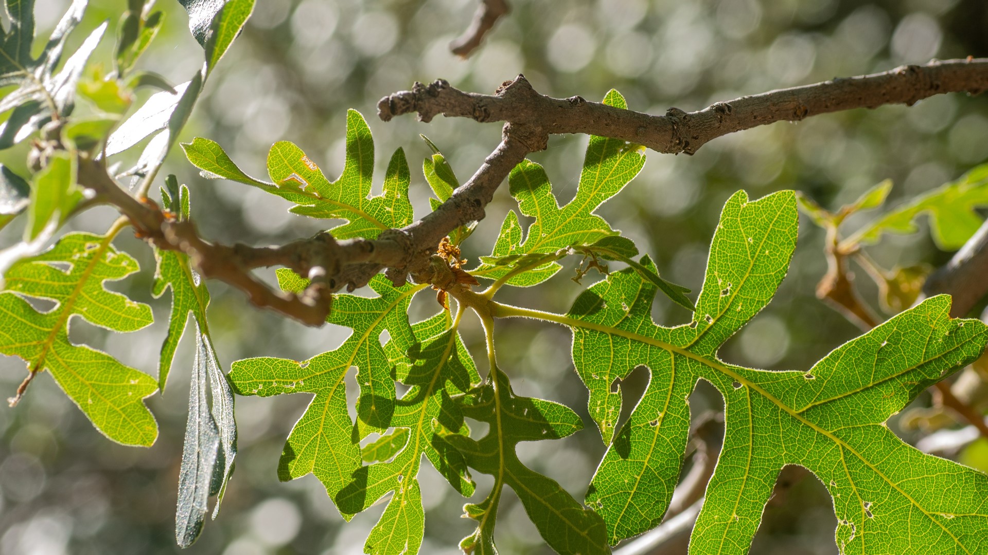 What are the best trees and shrubs to plant in Colorado?