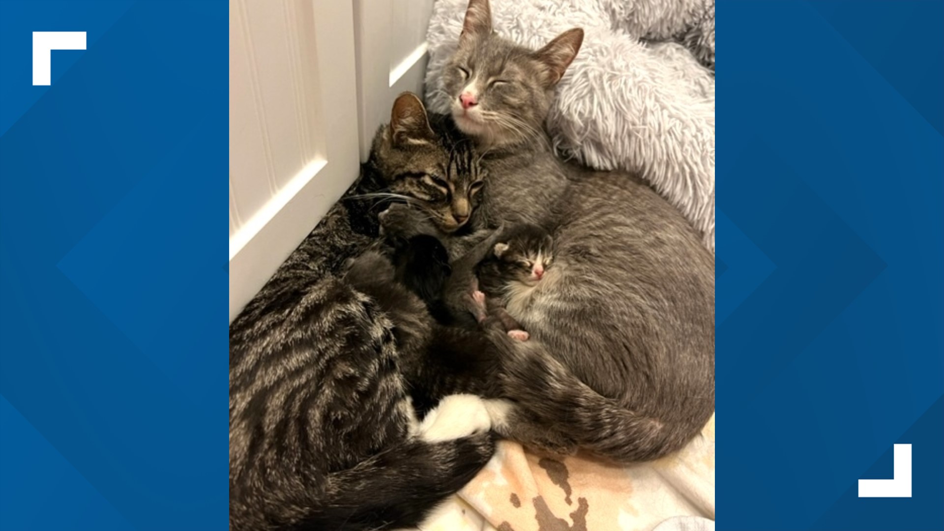 House fire displaces dozens of cats in Colorado town | 9news.com