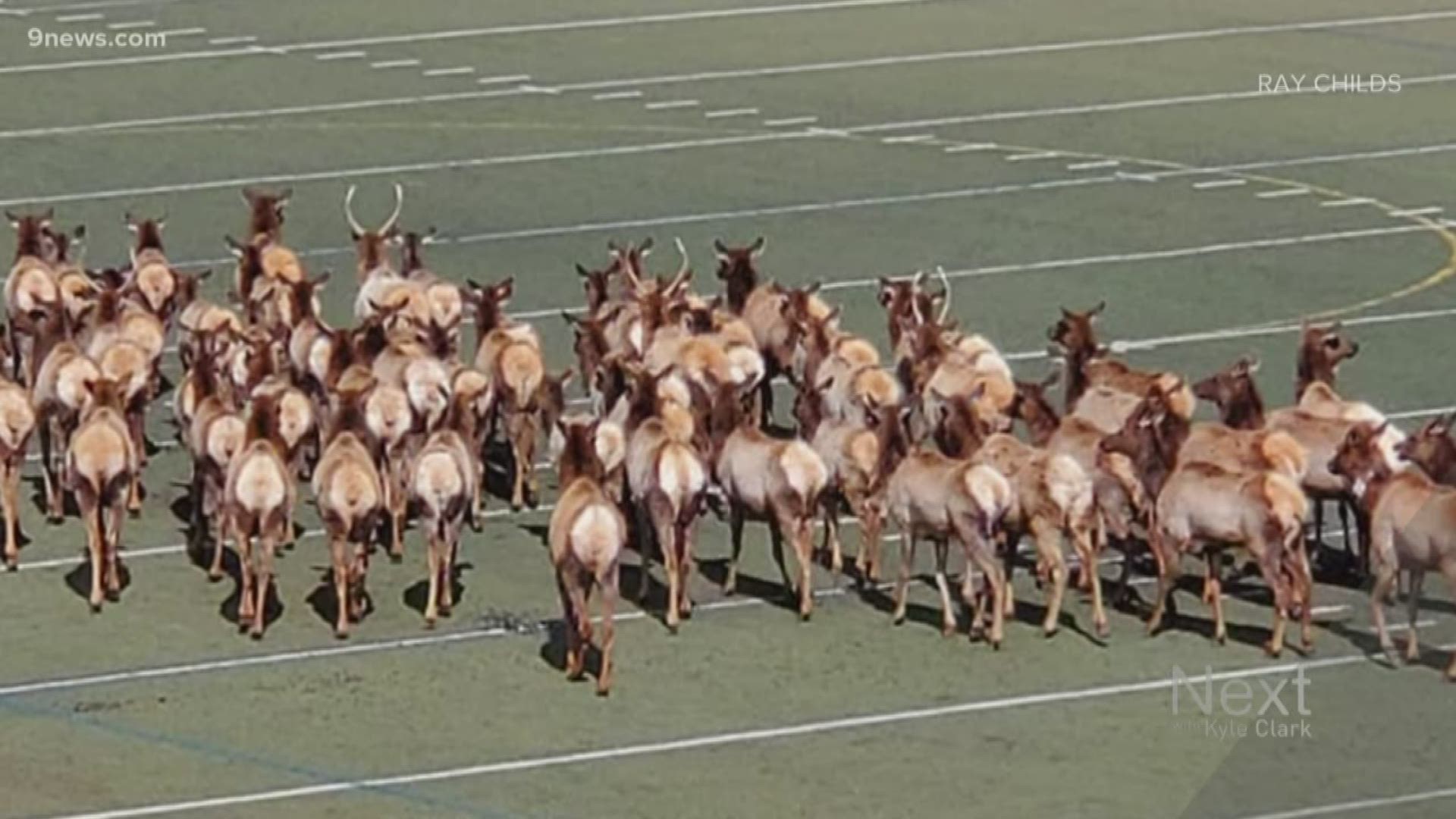 The herd was spotted hanging out on the turf at Golden High School.
