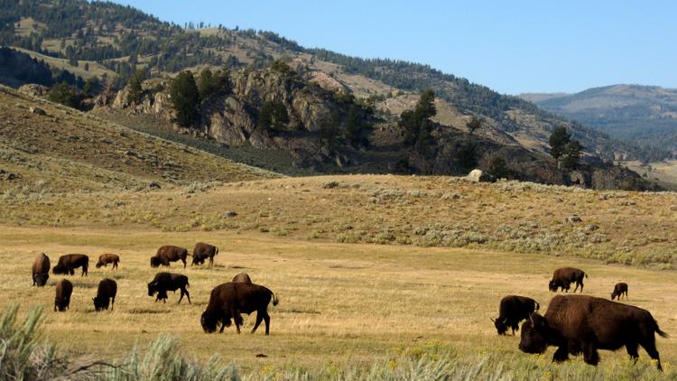 Colorado man gored by bison at Yellowstone
