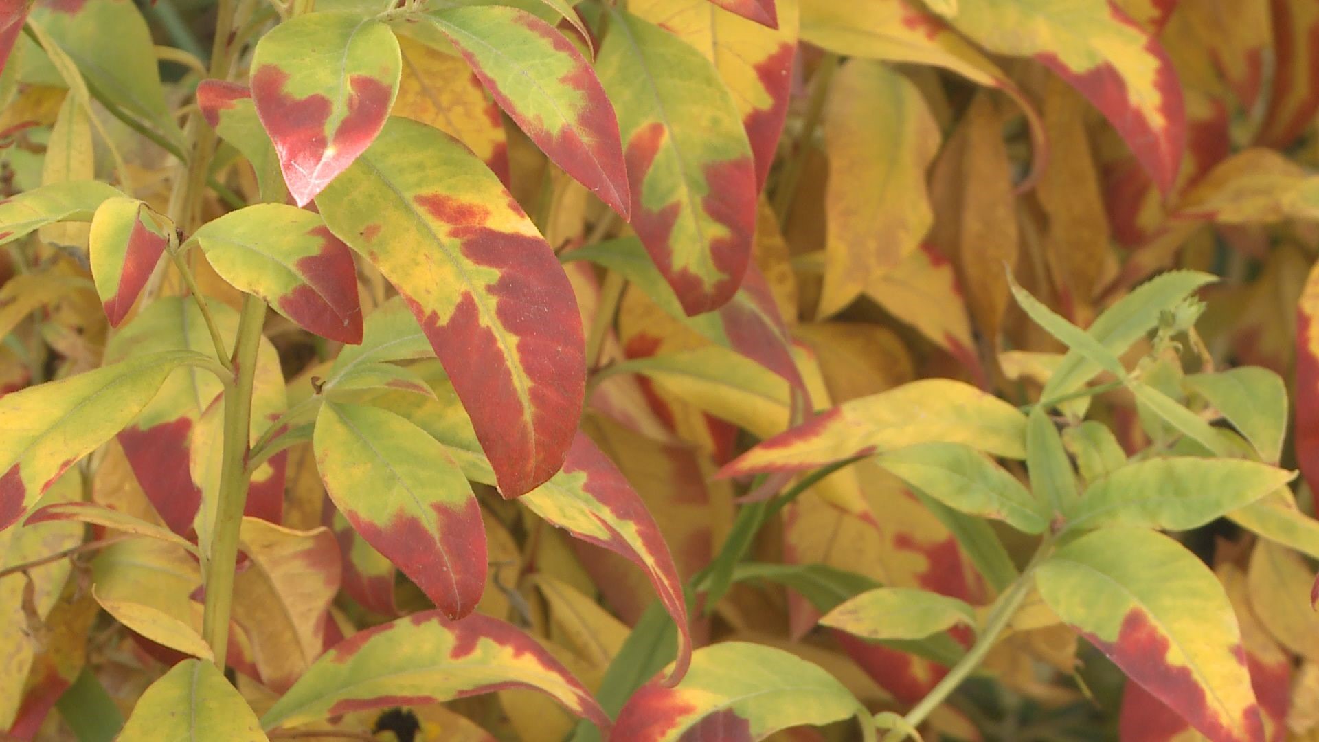 Believe it or not, it is a good thing to keep your fall leaves in your garden.
