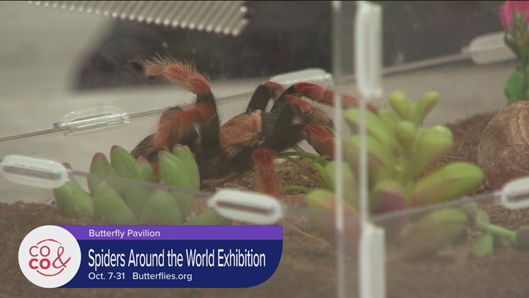 Butterfly Pavilion - Spiders Around the World - September 27, 2022