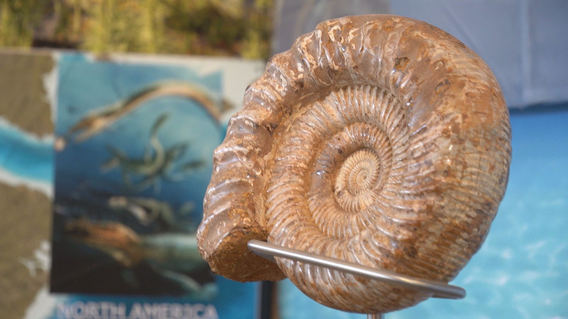 New dinosaur museum in Edwards features Colorado fossils