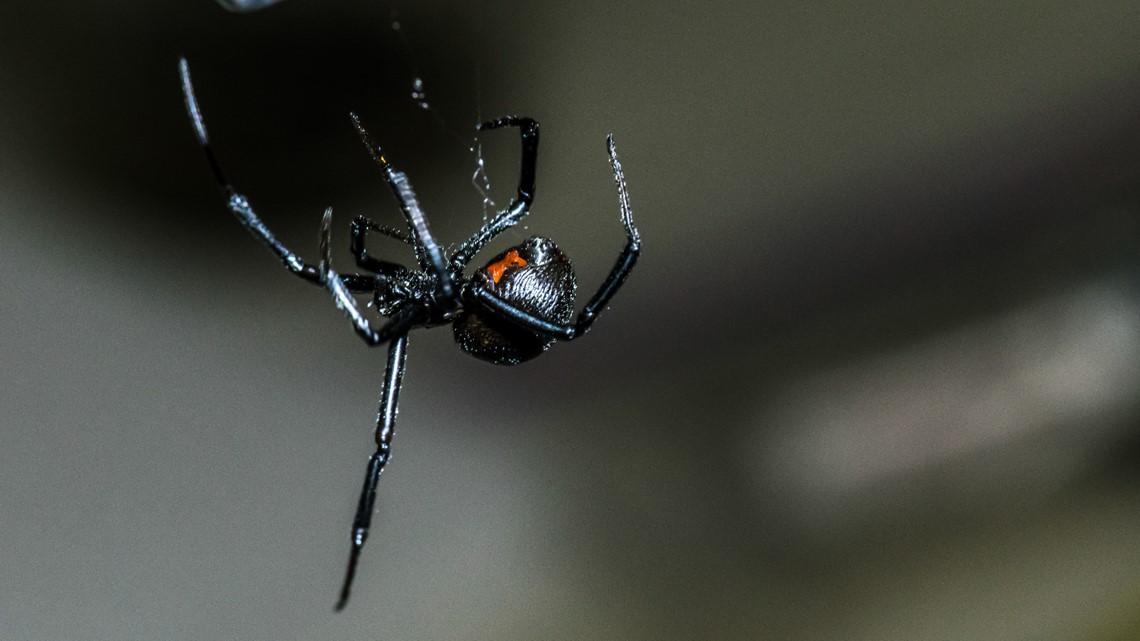 Move over, black widow — there's a new spider in town