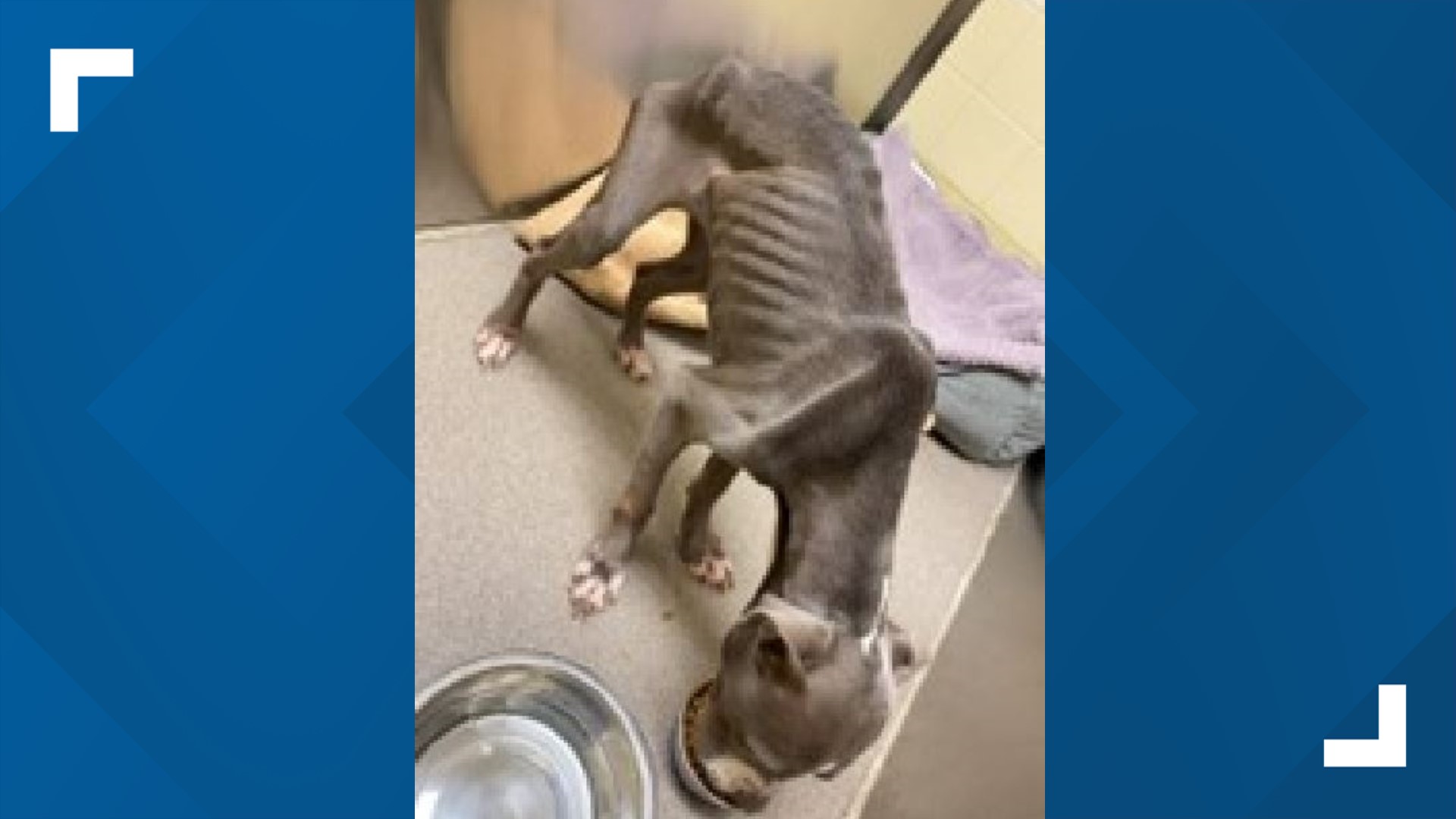Denver Animal Protection looking for owners of emaciated dog found on ...