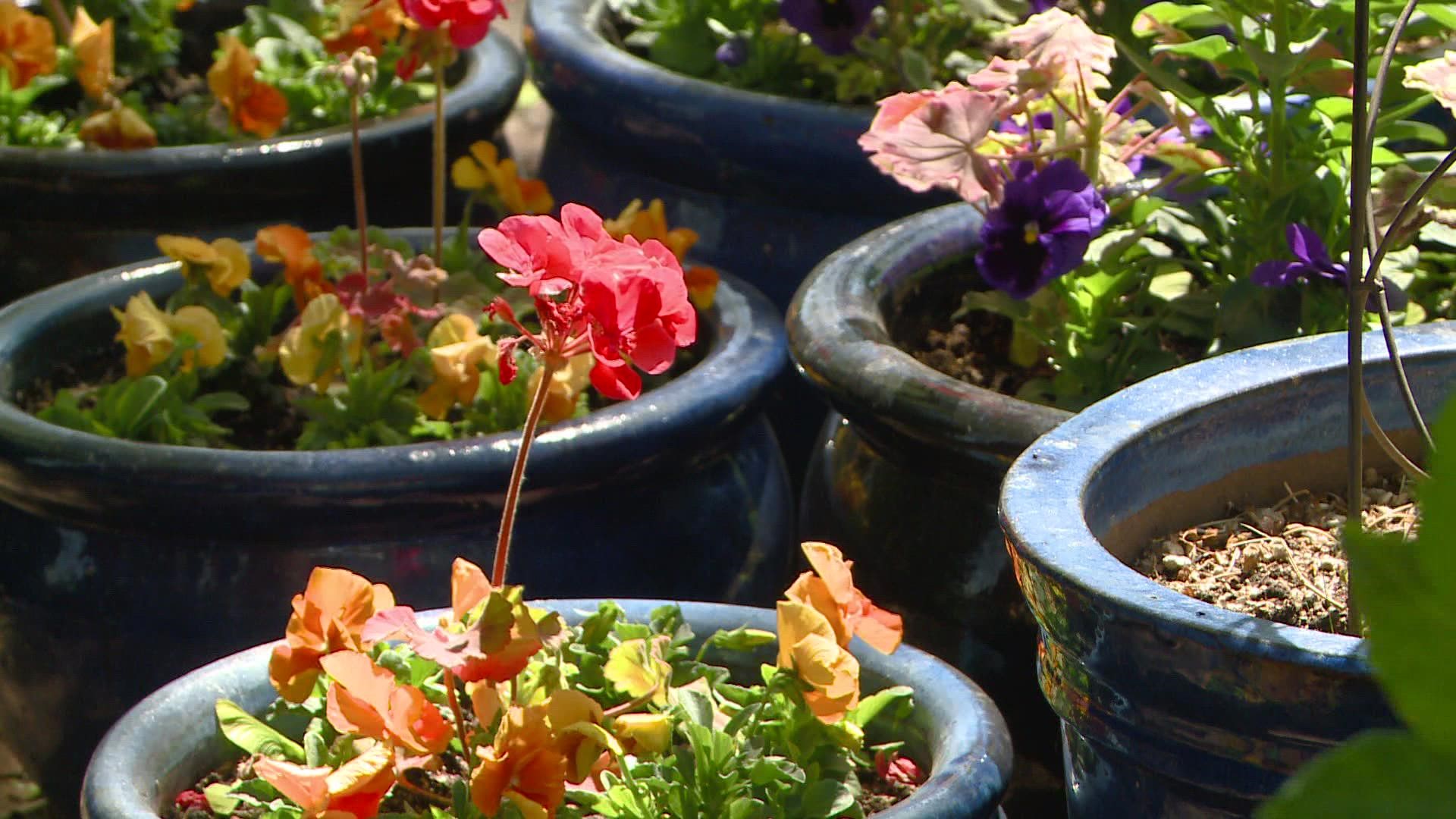 Lack of moisture and drying winds have made life difficult for gardeners. Here are some tips to save water.