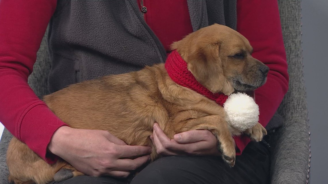 Colorado Gives Day Pepper's Senior Dog Sanctuary