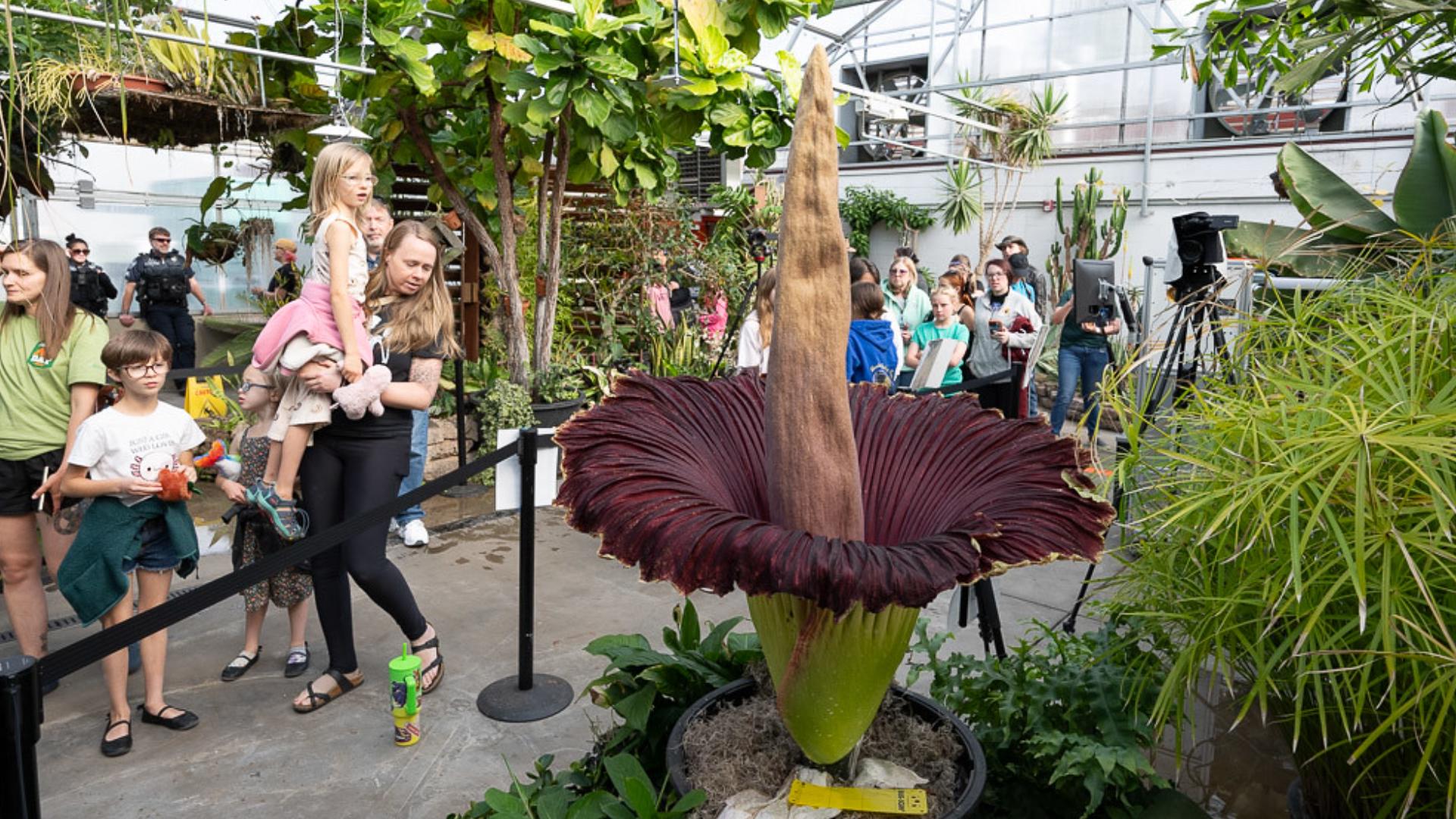 The corpse flower, named Cosmo, bloomed Saturday at the College of Agricultural Sciences’ Conservatory at Colorado State University.