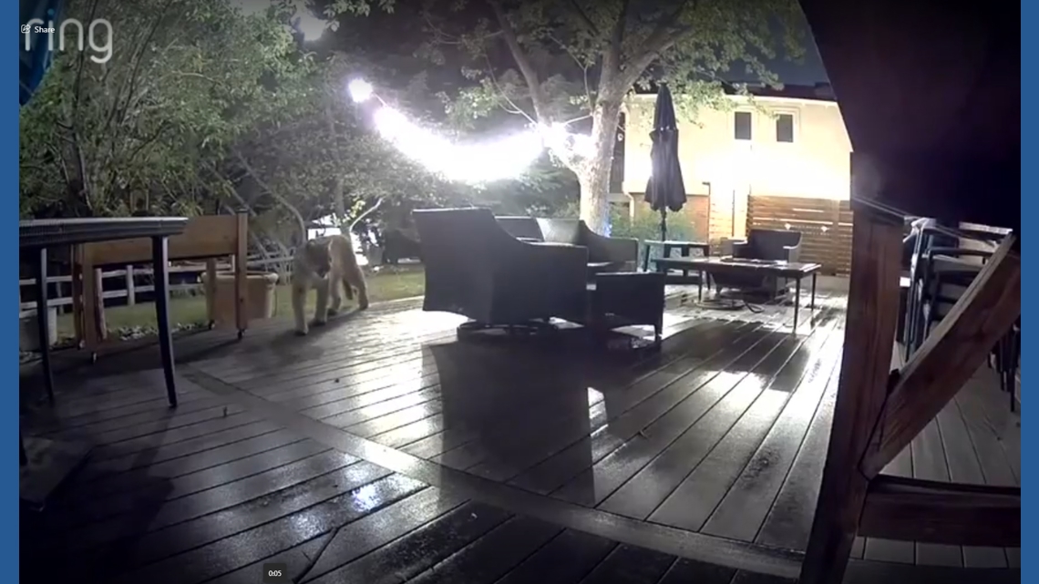 Mountain lion prowls through Centennial backyard on home surveillance camera. See the video