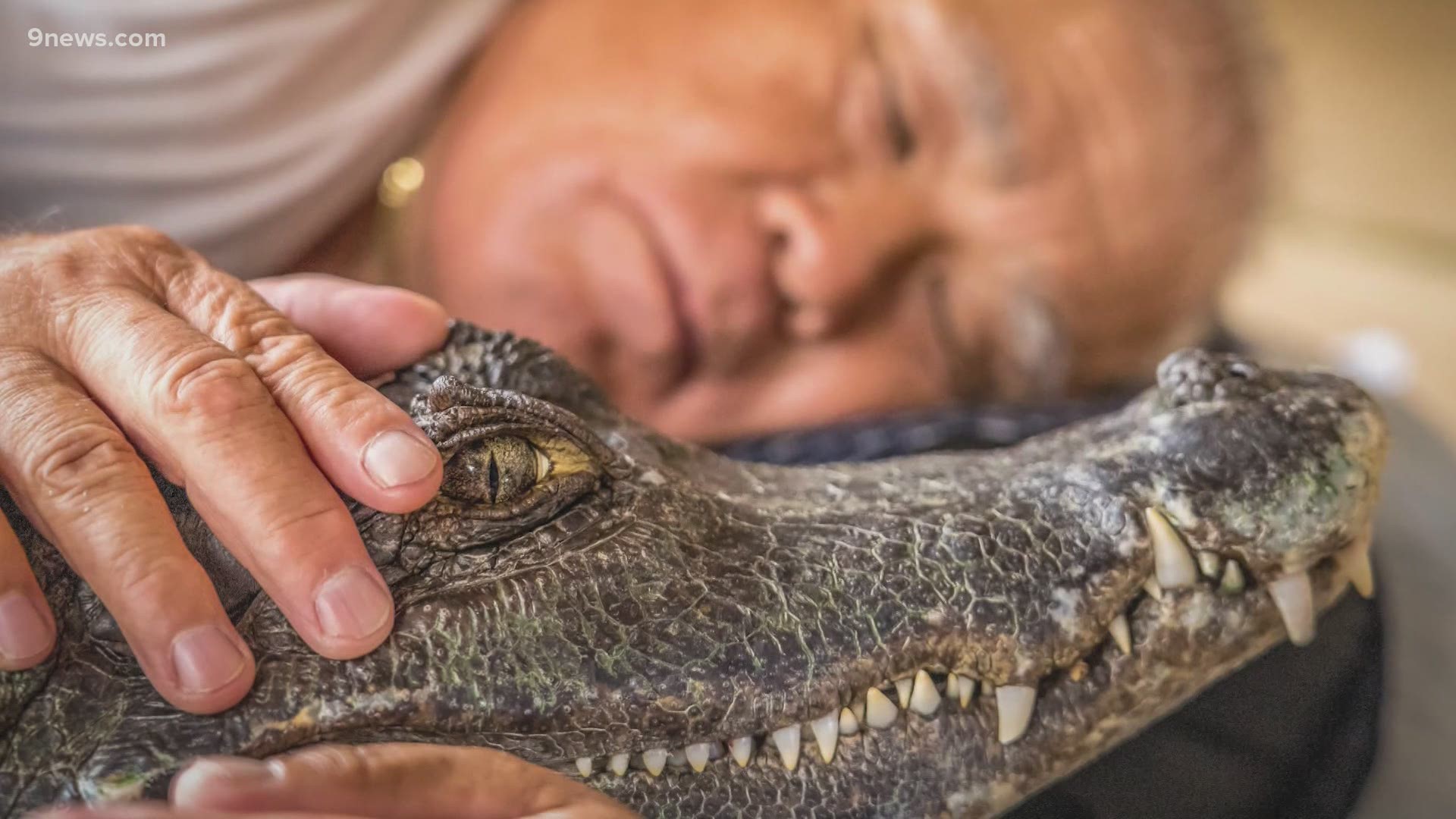 An 8-foot alligator started out as a little pet – 38 years later, the cayman still shares a bed with its owner in Japan.