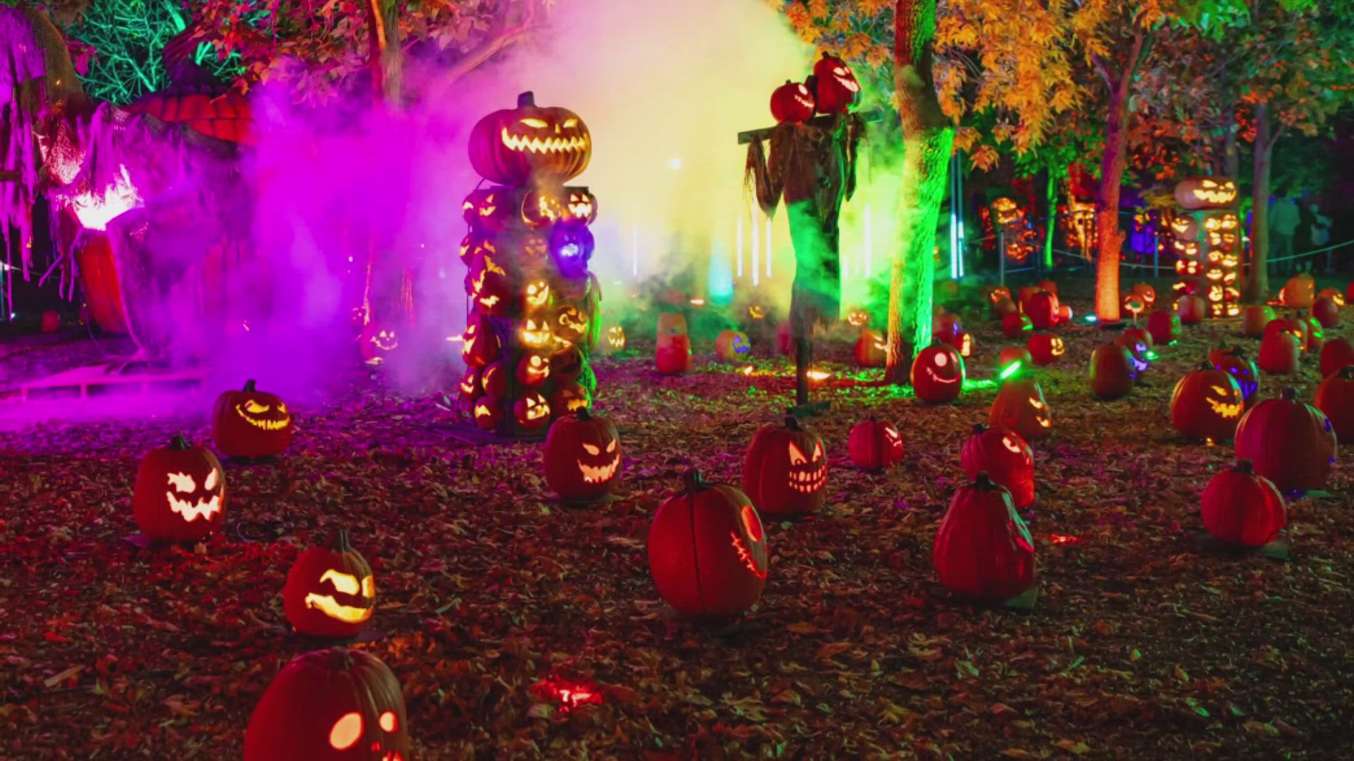 Magic of the Jack O’Lanterns features a glowing trail of more than 7,000 pumpkins and light show displays like a nautical sea-scape, pirate ship, and dinosaurs.