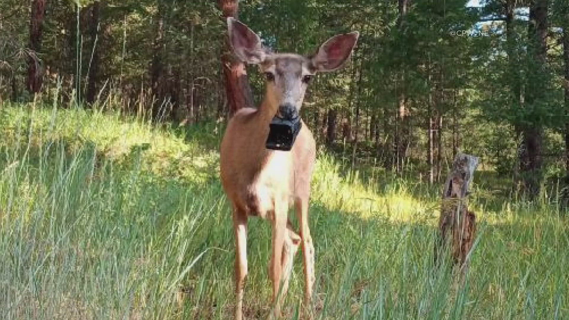 Colorado Parks and Wildlife is warning about the use of rat traps after a doe was spotted with one latched onto her mouth.