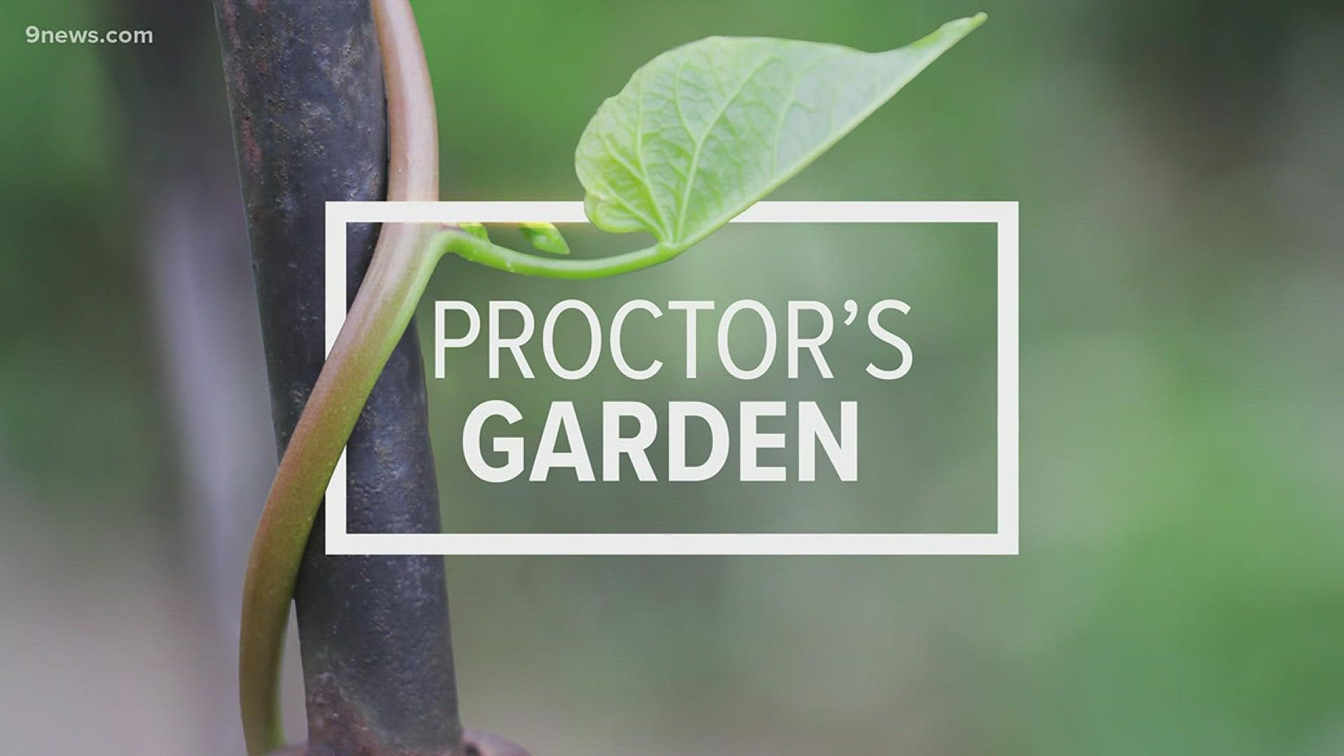 Rob Proctor has some suggestions for plants to help clear the air inside your home.