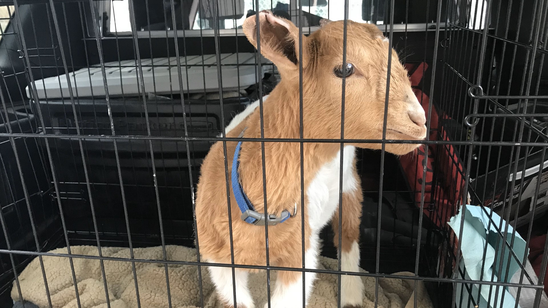 Colorado deputies rescue baby goat from animal cruelty situation ...