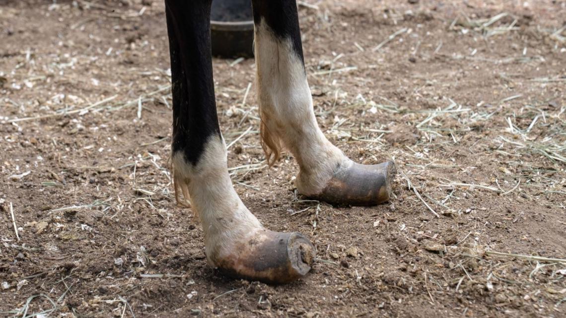 70 neglected horses receive emergency care at Humane Colorado | 9news.com