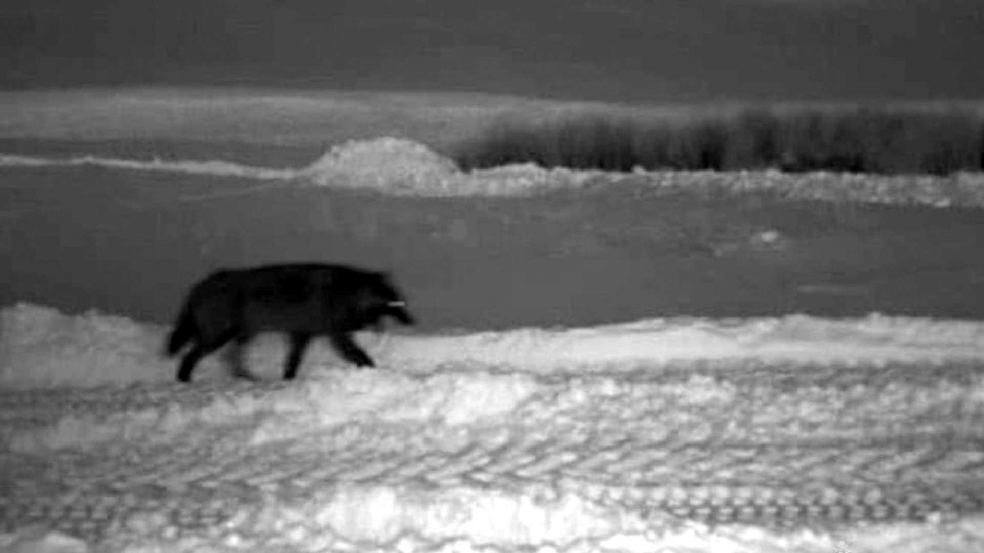 Cows, dog killed by wolves in Jackson County, Colorado