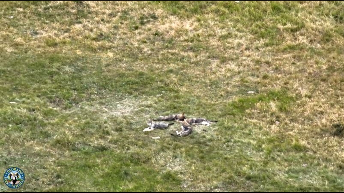 Colorado Parks Wildlife Confirms Six Wolf Pups in One Ear Pack
