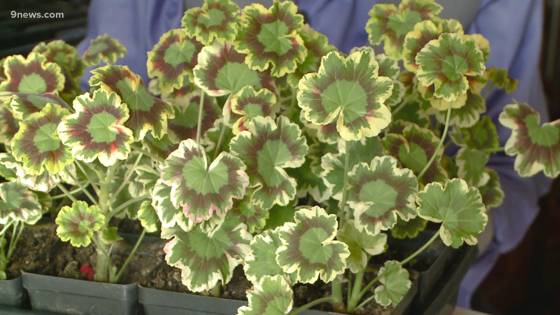 Rob Proctor shares some plant therapy for the house-bound gardener this winter.