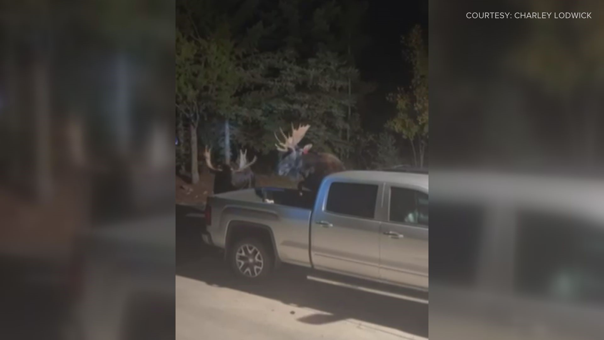 These two bull moose were spotted duking it out in Steamboat Springs on Wednesday, with one of them eventually landing in a truck bed parked in the driveway.